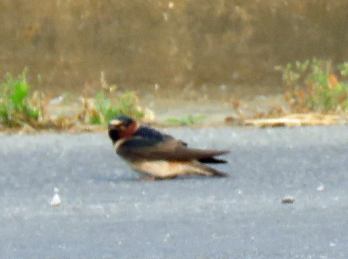 Cliff Swallow - ML582158761