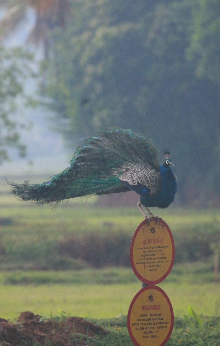 Indian Peafowl - shino jacob koottanad