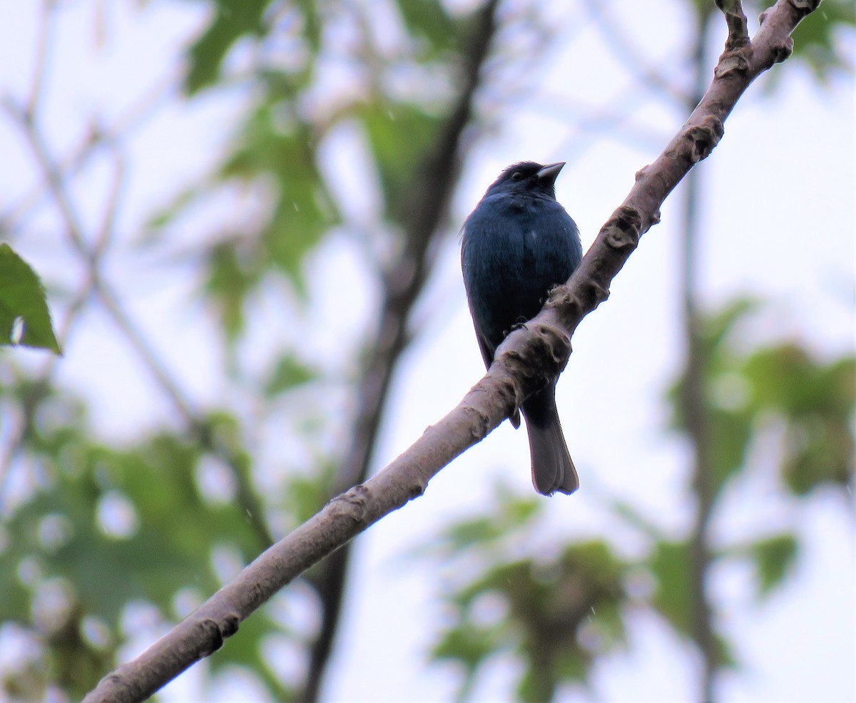 Indigo Bunting - ML582159231