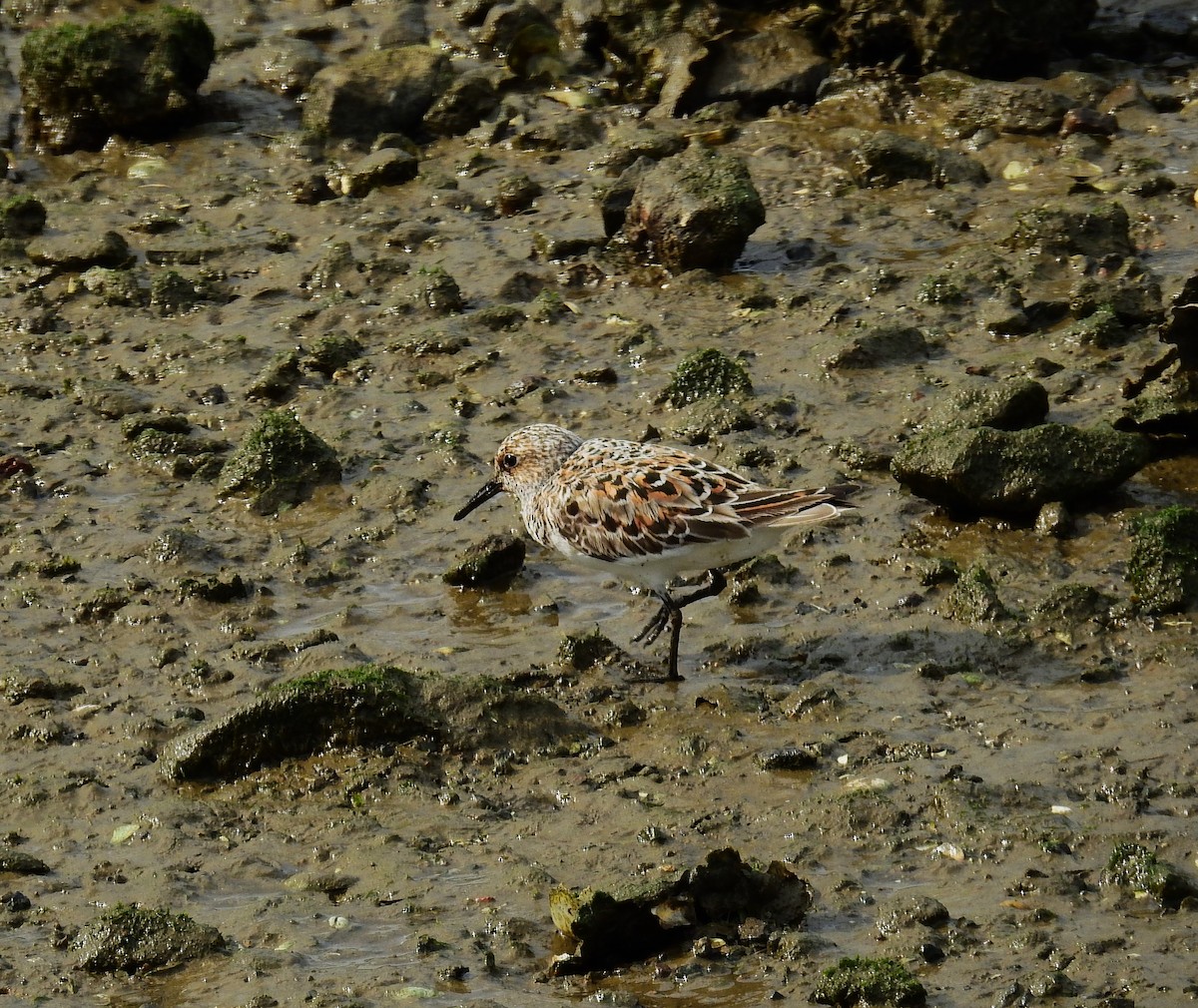 Bécasseau sanderling - ML582160401