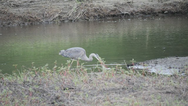 Great Blue Heron - ML582162171