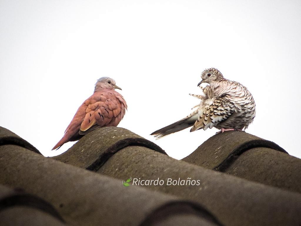 Ruddy Ground Dove - ML582164671