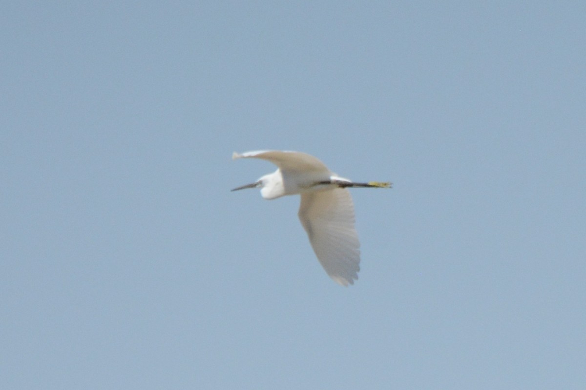 Little Egret - Ergün Cengiz