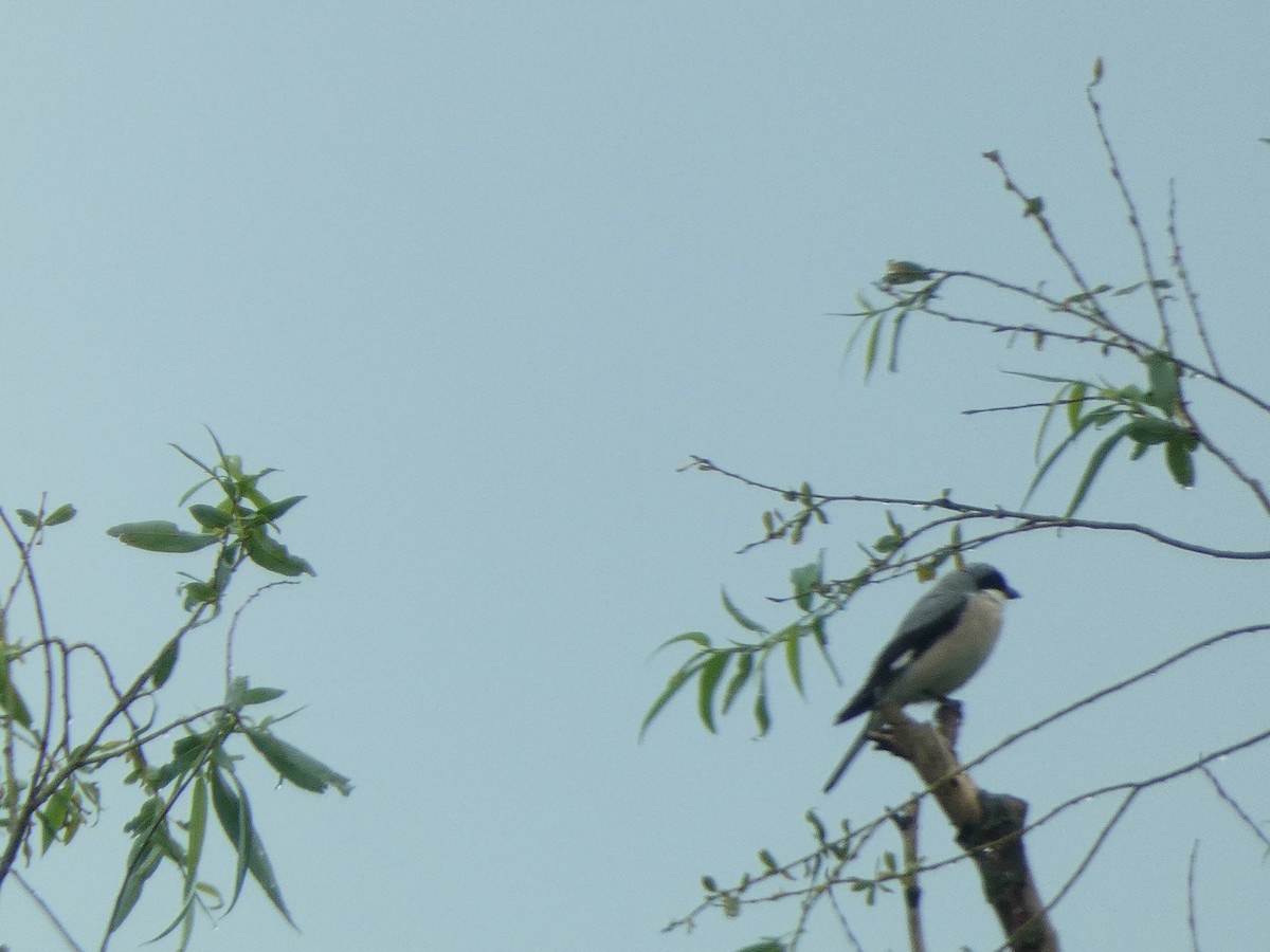 Lesser Gray Shrike - ML582165111