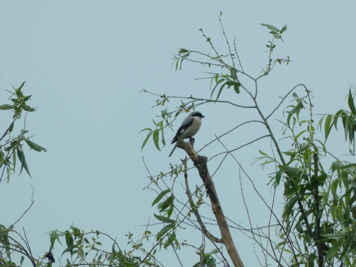 Lesser Gray Shrike - ML582165121