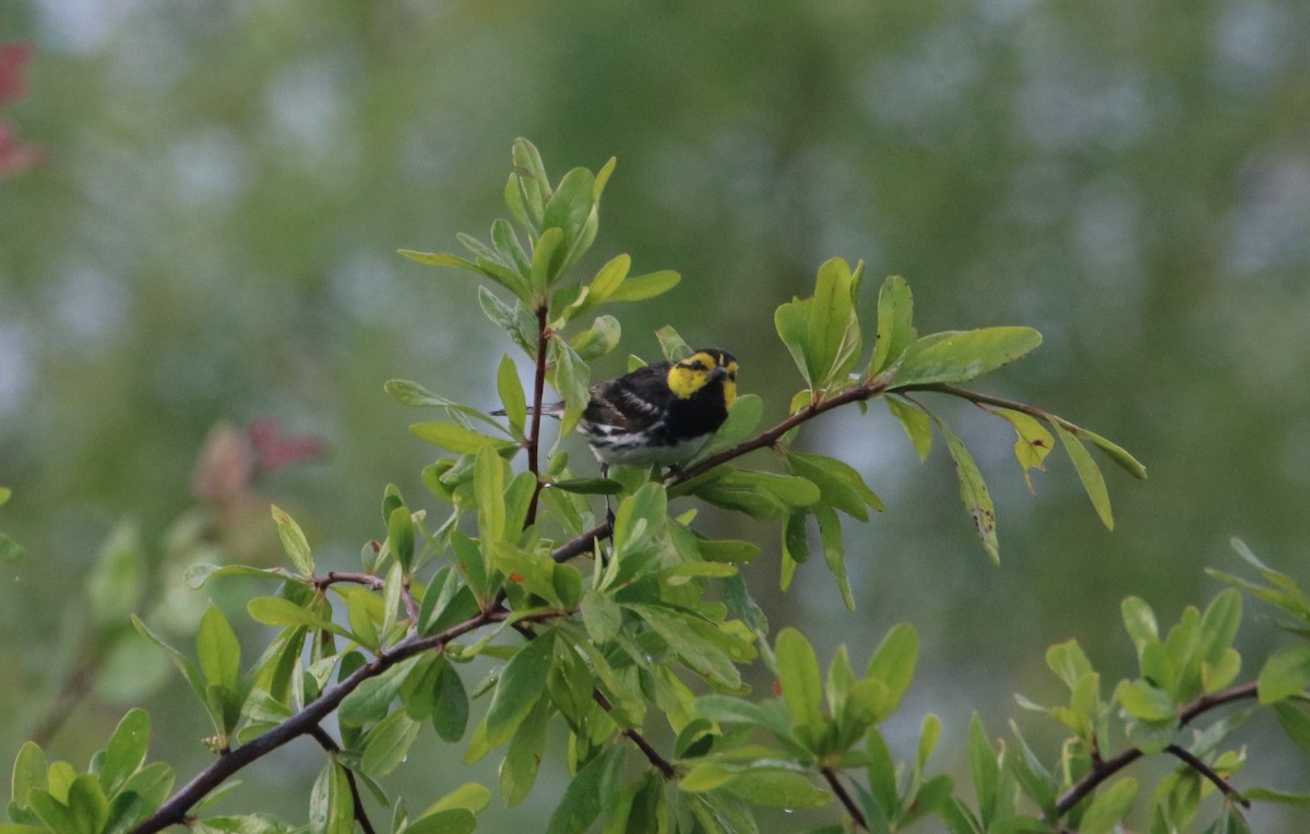 Golden-cheeked Warbler - ML582165211