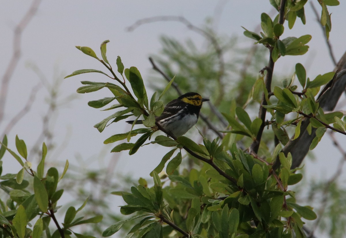 Golden-cheeked Warbler - ML582165221