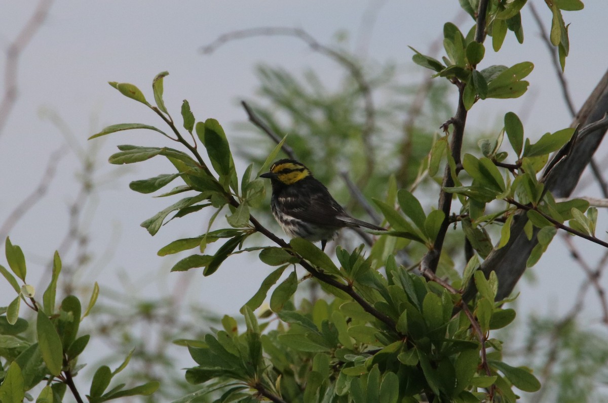 Golden-cheeked Warbler - ML582165231