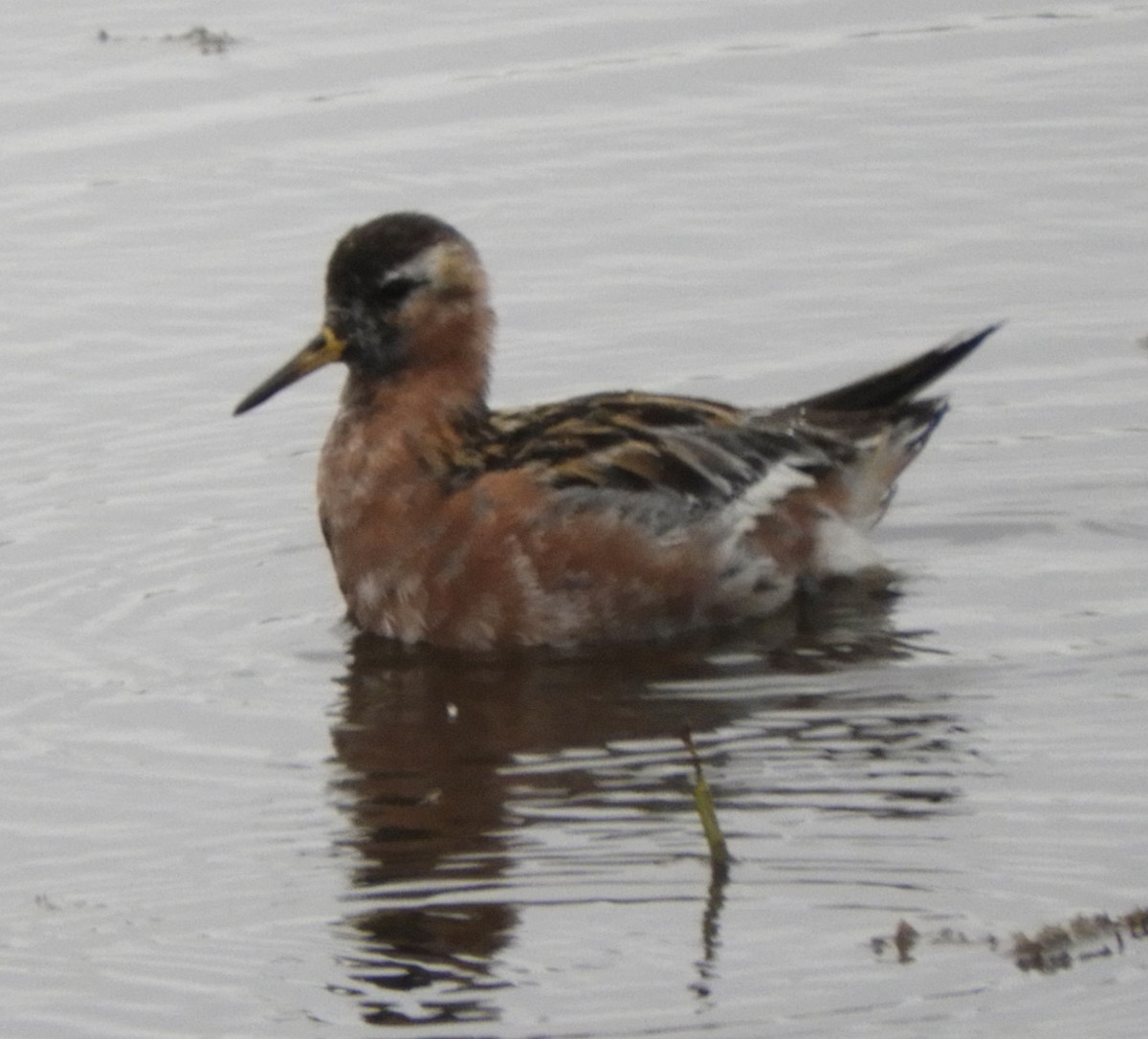 Red-necked Phalarope - ML582165441