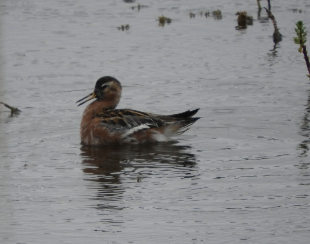 Red-necked Phalarope - Robert Moser