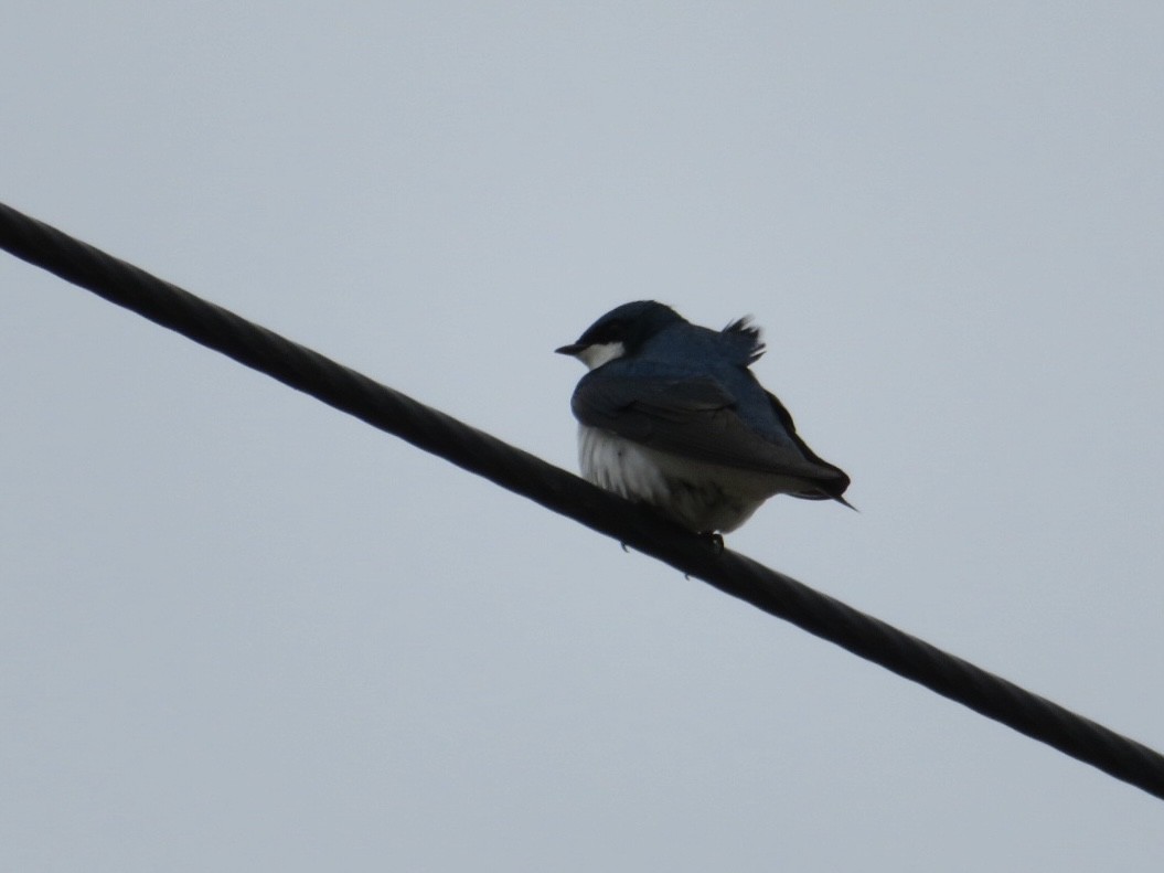 Tree Swallow - ML582165641