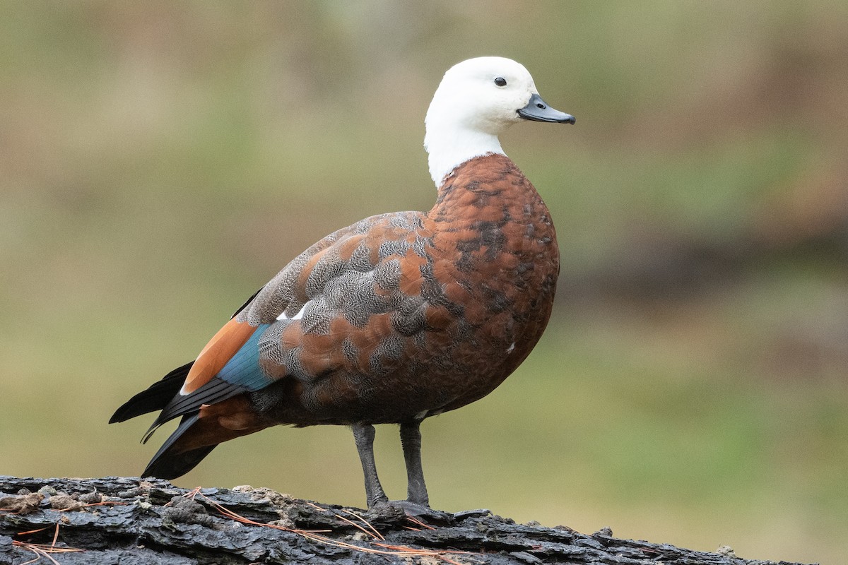 Paradise Shelduck - ML582166261