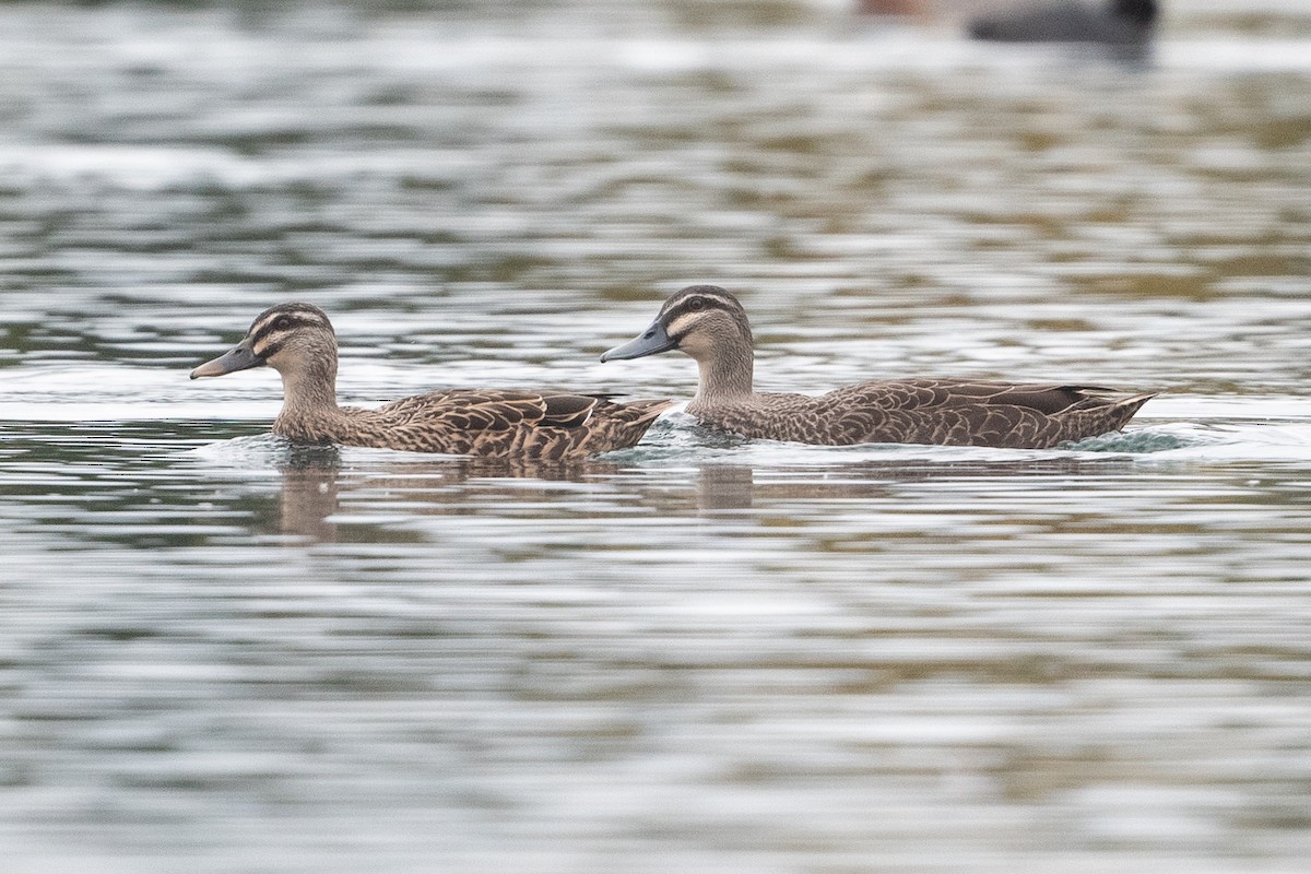 Mallard x Pacific Black Duck (hybrid) - ML582166321