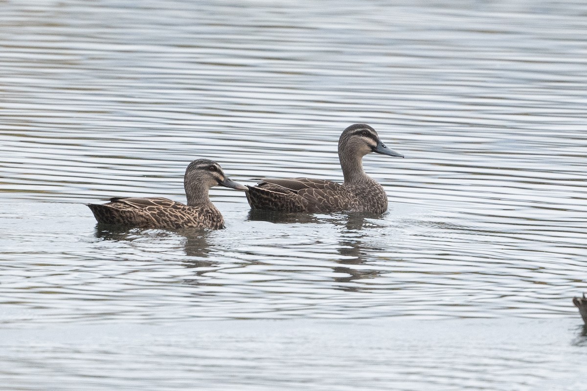 Mallard x Pacific Black Duck (hybrid) - ML582166331