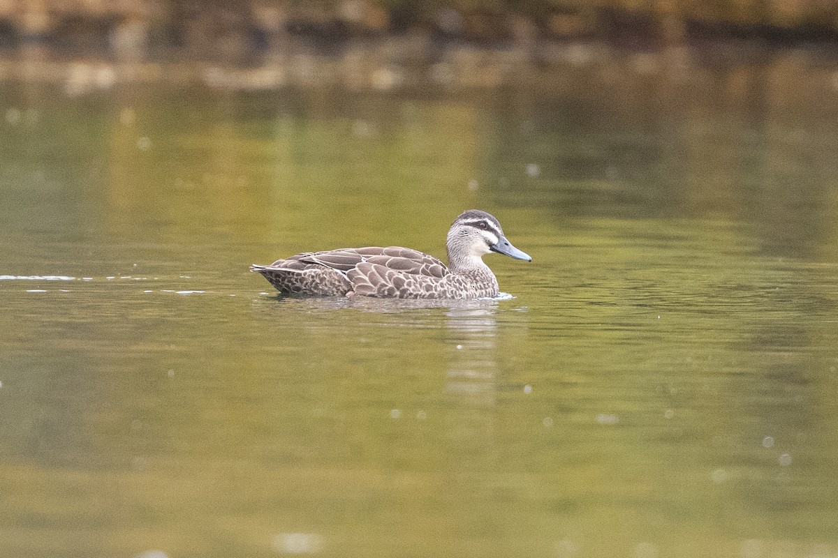 Mallard x Pacific Black Duck (hybrid) - ML582166341