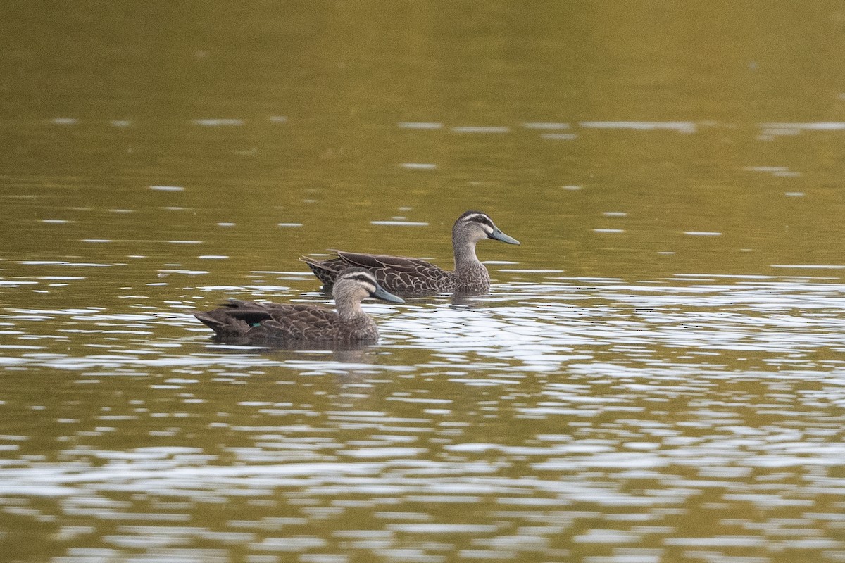 Mallard x Pacific Black Duck (hybrid) - ML582166351
