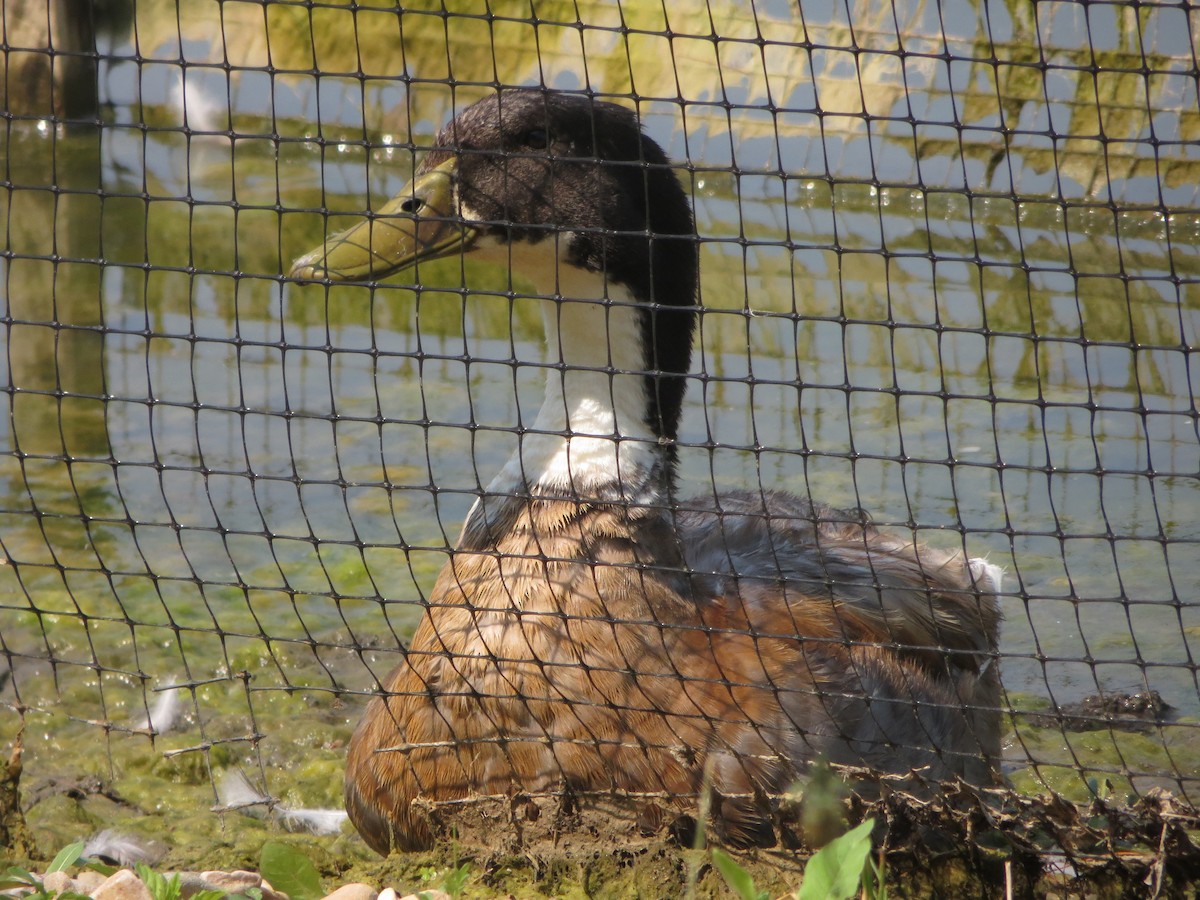 Mallard (Domestic type) - ML582166461