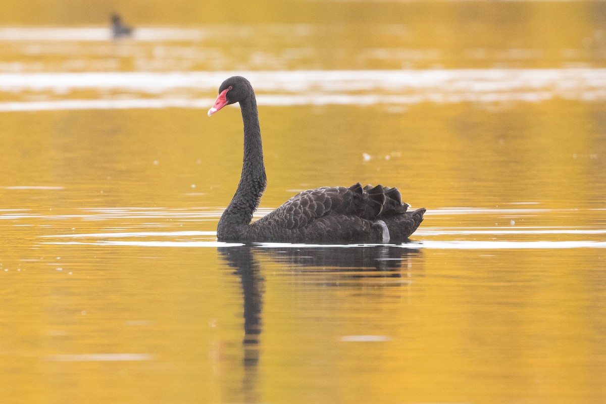Black Swan - ML582166571