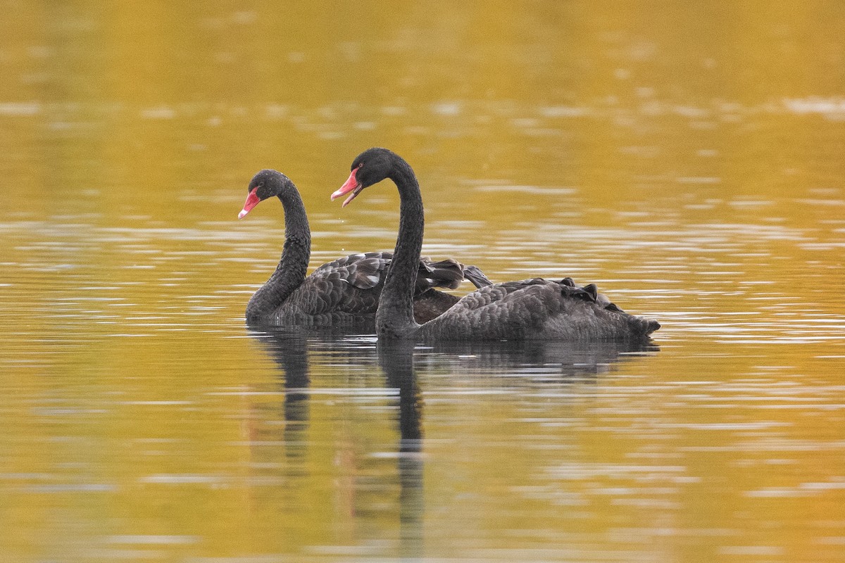 Black Swan - ML582166581