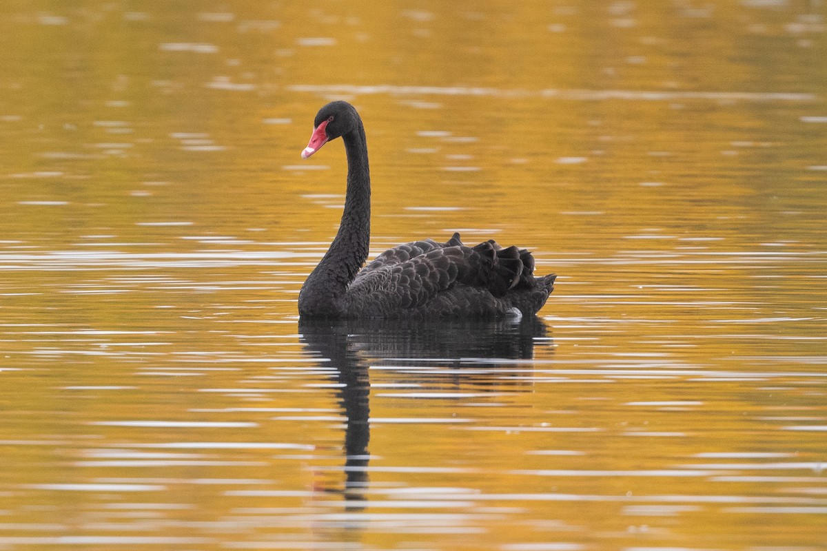 Black Swan - ML582166591