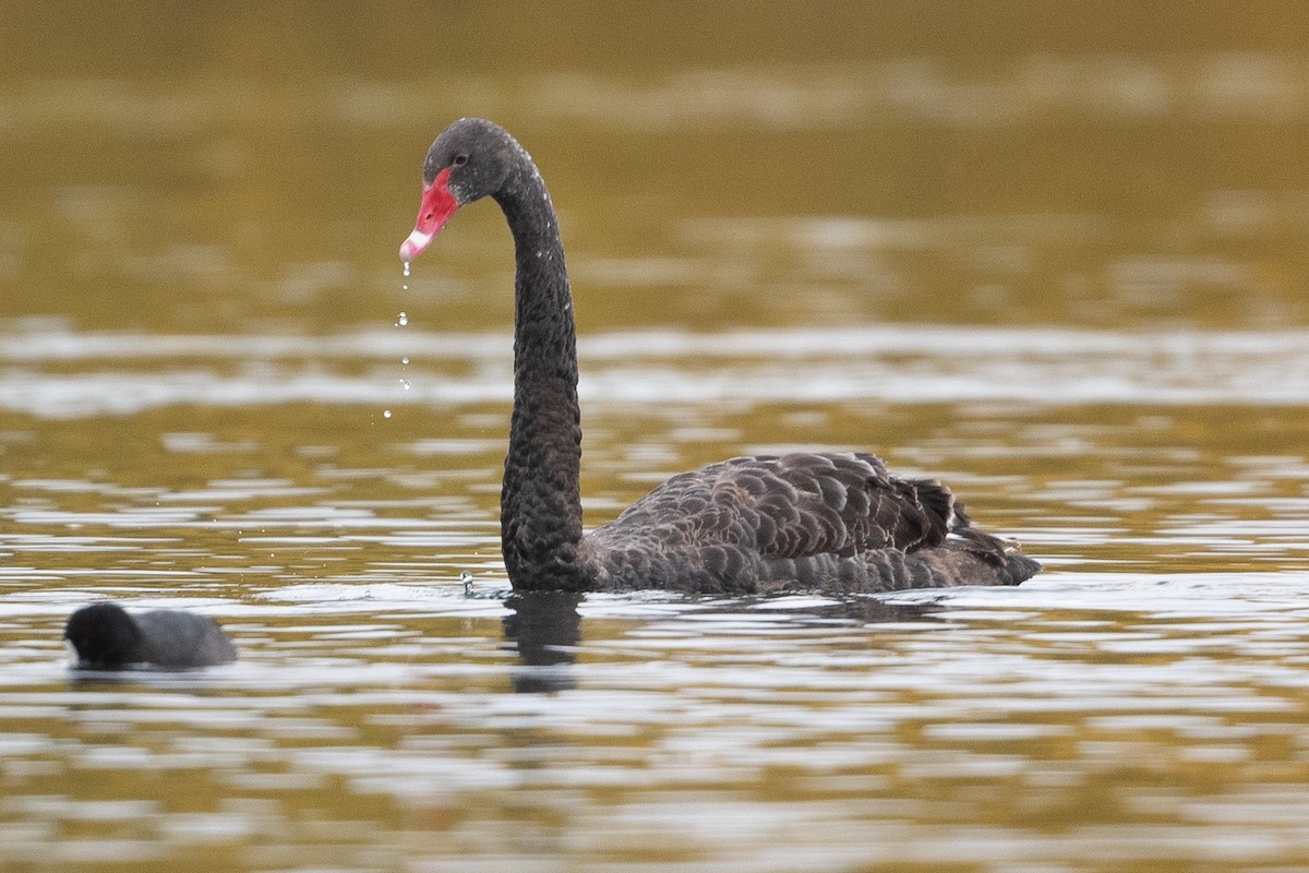 Black Swan - ML582166621