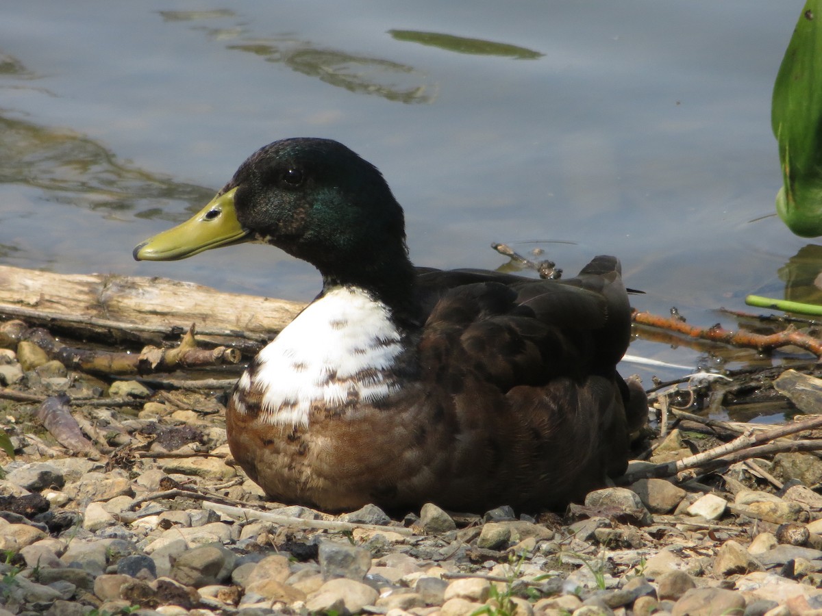 Mallard (Domestic type) - ML582166671