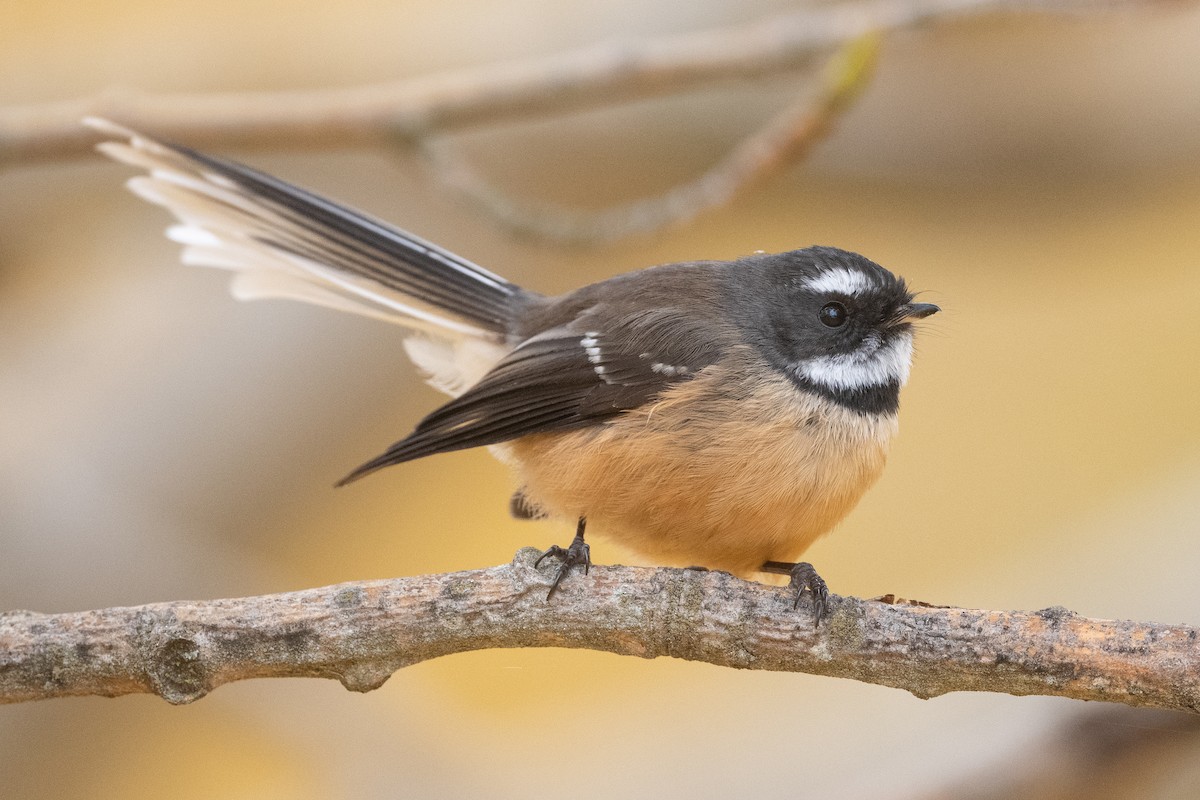 New Zealand Fantail - ML582166711