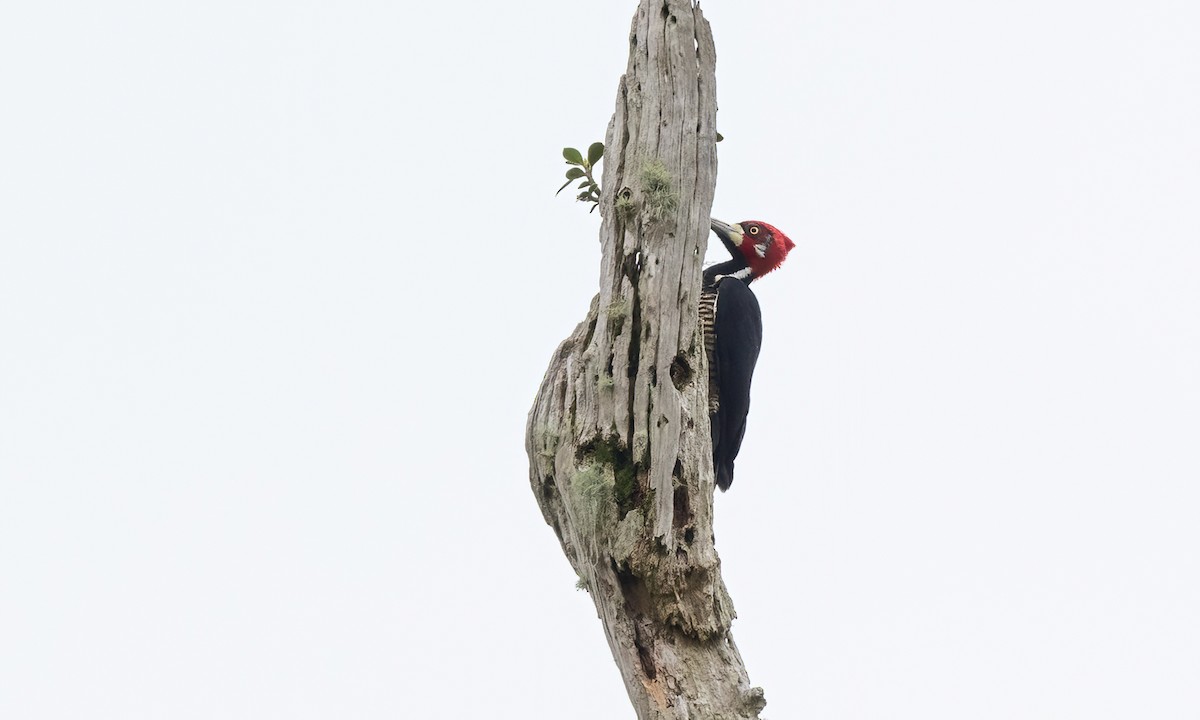 Crimson-crested Woodpecker - Paul Fenwick