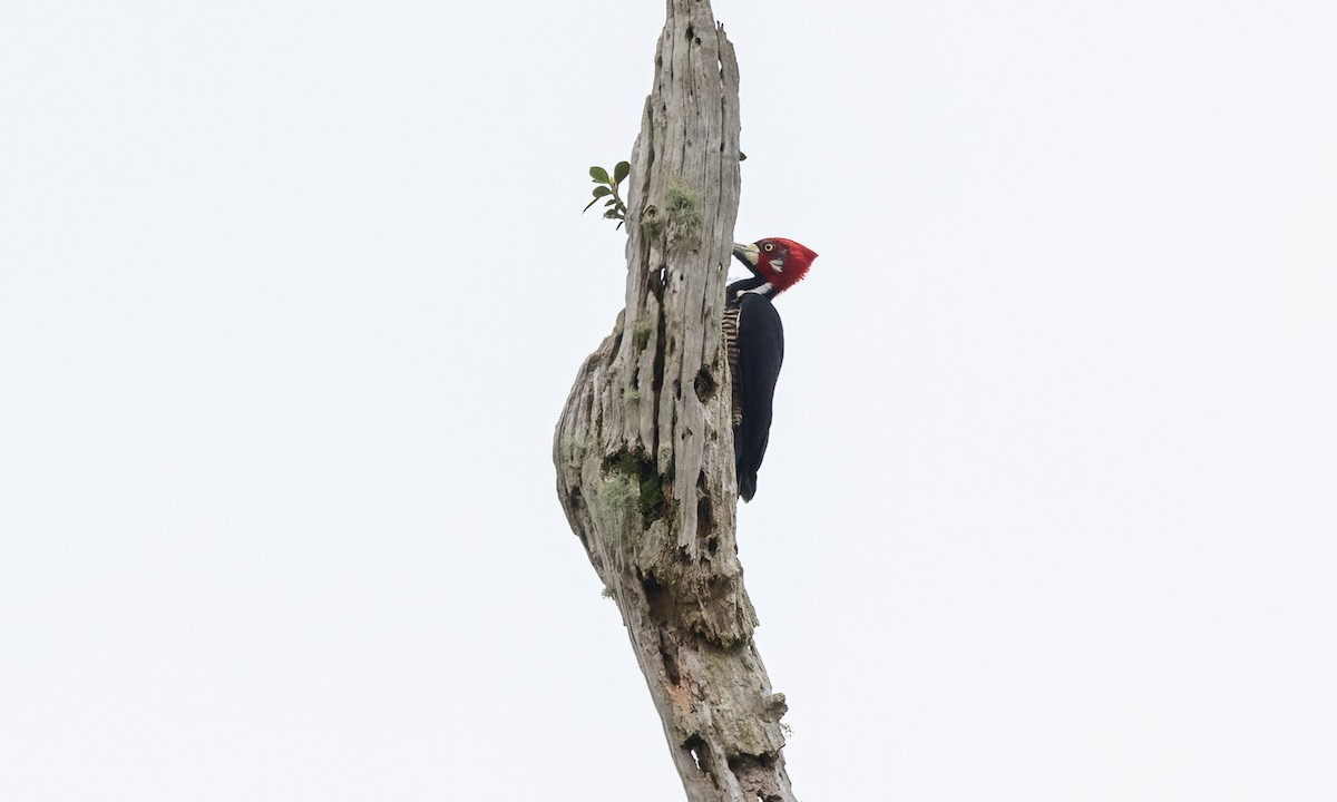 Crimson-crested Woodpecker - Paul Fenwick