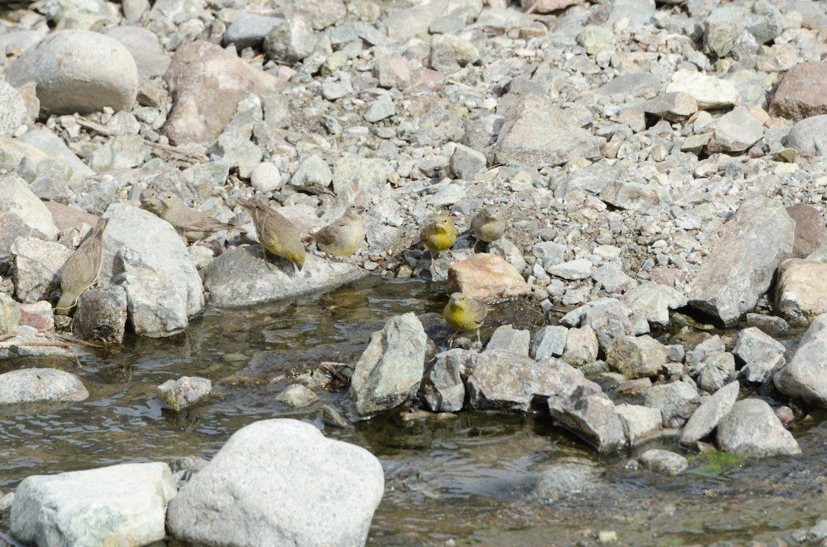 Greenish Yellow-Finch - ML58216761