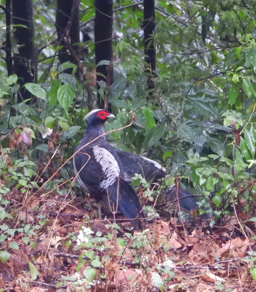 Kalij Pheasant - Kalpesh Gaitonde