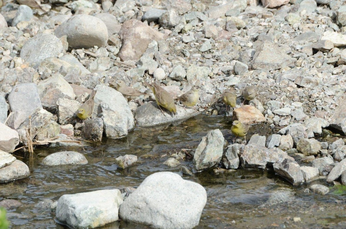 Greenish Yellow-Finch - ML58216771