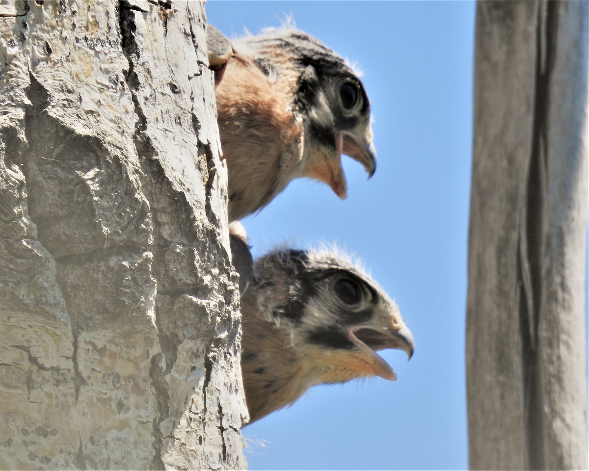 Belatz amerikarra - ML582167841