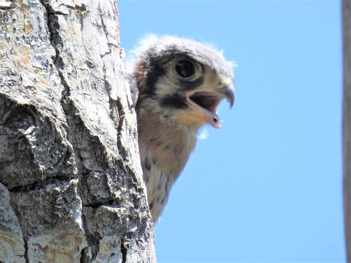 Belatz amerikarra - ML582167851