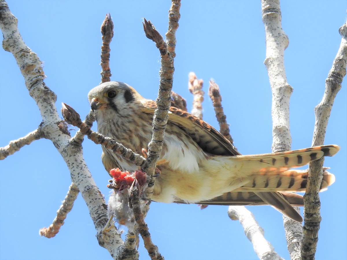 Belatz amerikarra - ML582167861