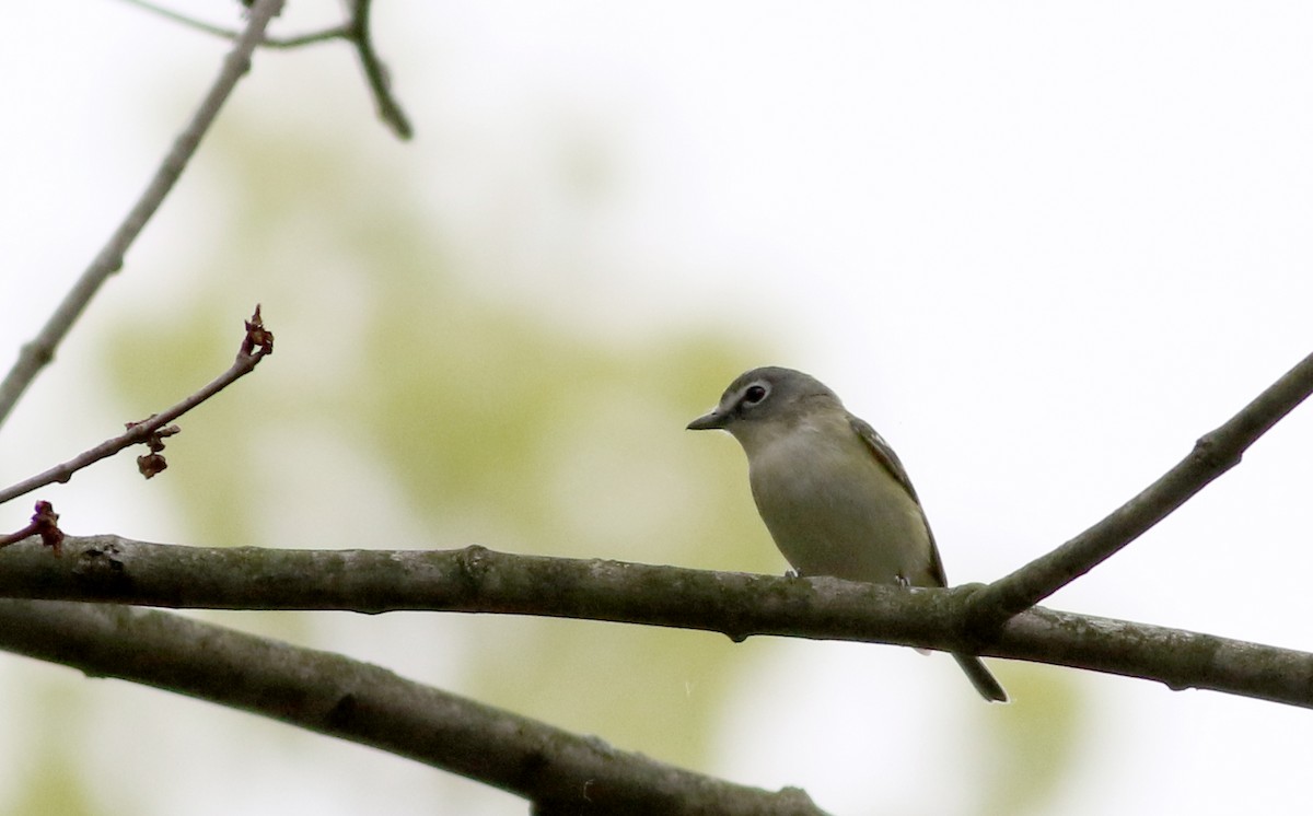 Blue-headed Vireo - ML58216791