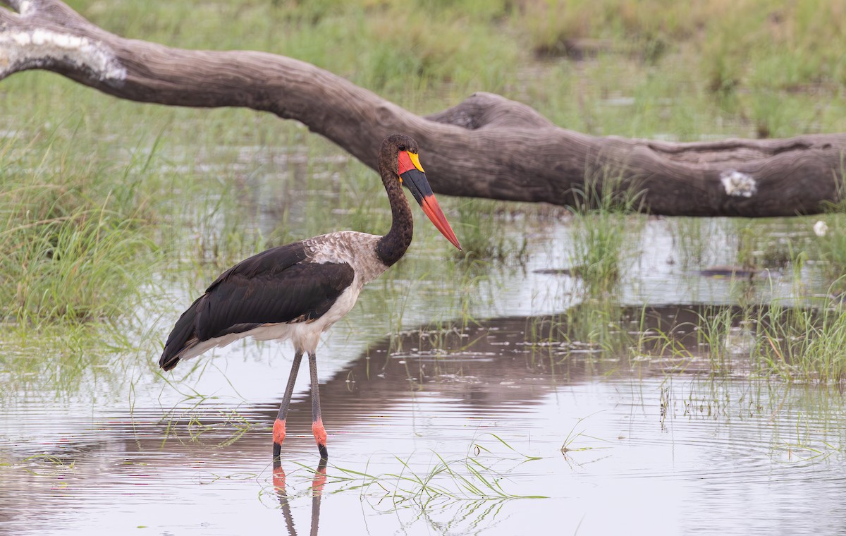 Saddle-billed Stork - ML582167971