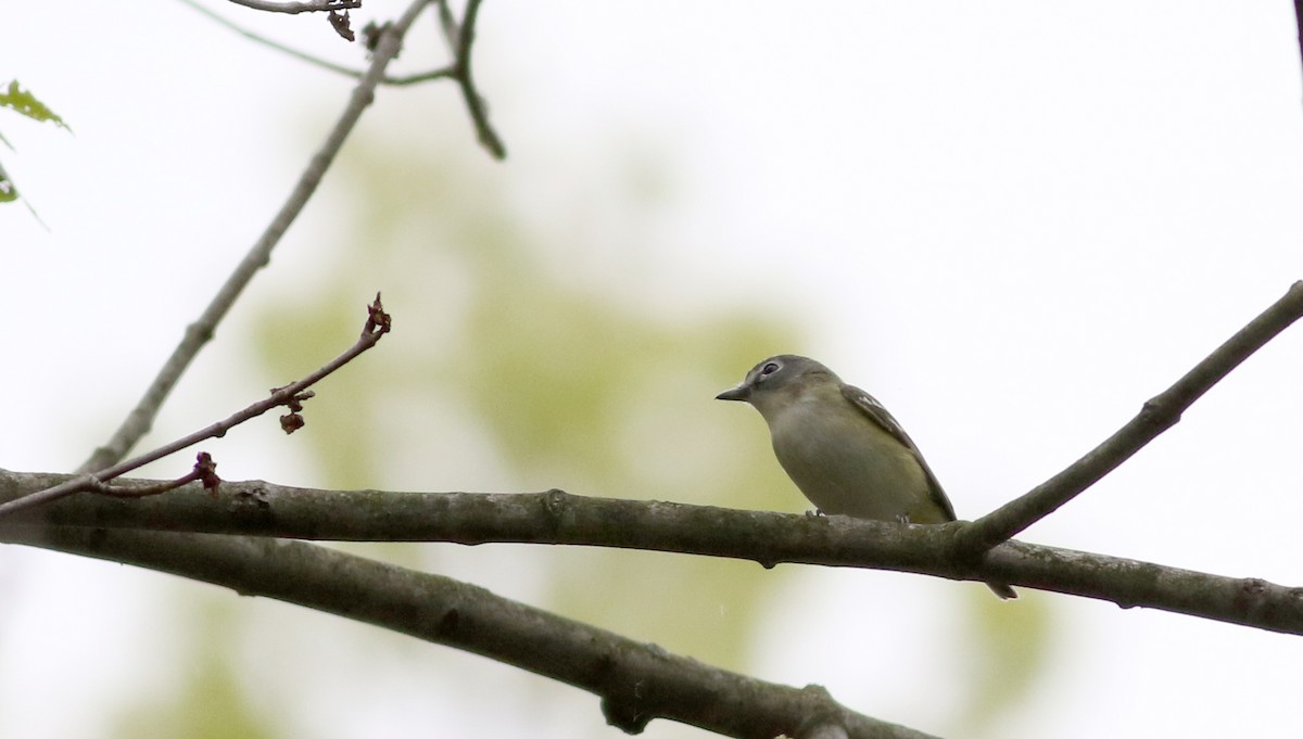 Blue-headed Vireo - ML58216811