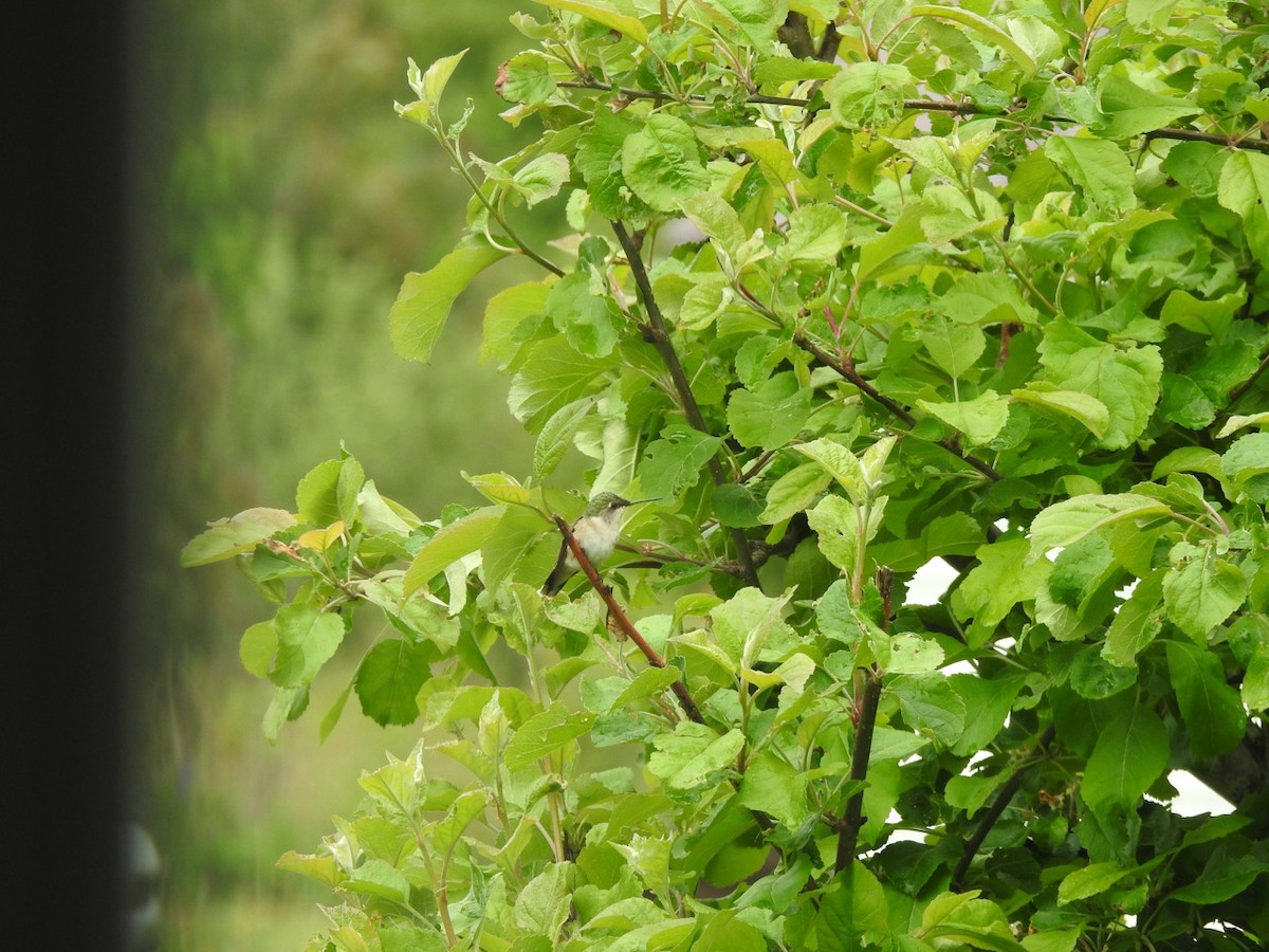 Ruby-throated Hummingbird - ML582168221