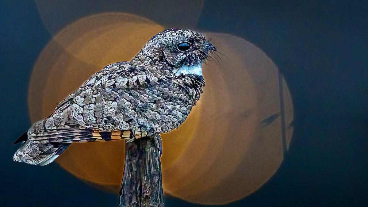 Common Poorwill - ML582168491