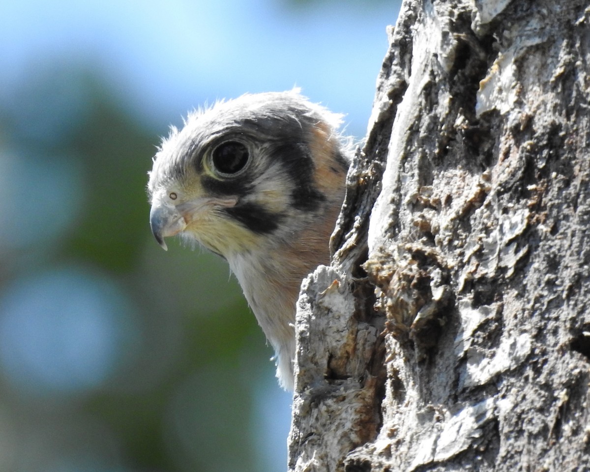 Belatz amerikarra - ML582169171