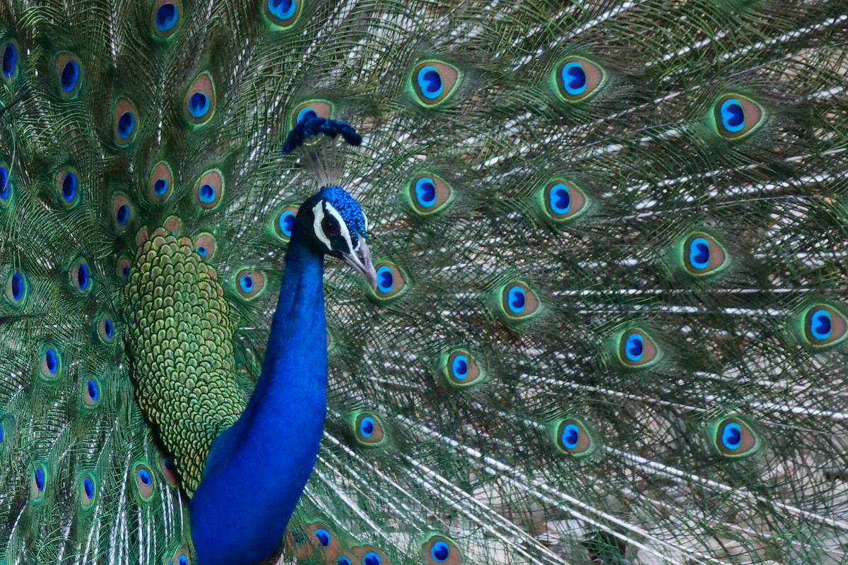 Indian Peafowl - Henry Cook