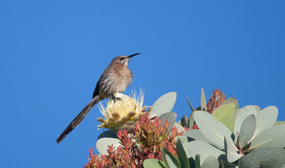 Kaphonigvogel - ML582169531