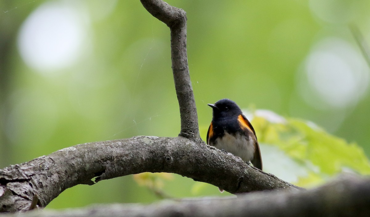 American Redstart - ML58217011