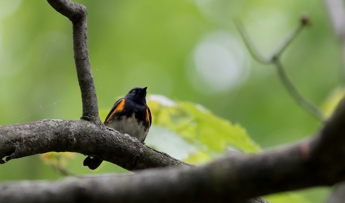 American Redstart - Jay McGowan