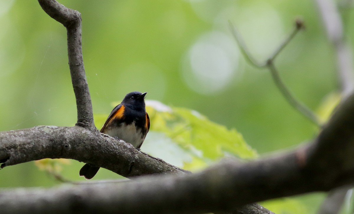 American Redstart - ML58217041