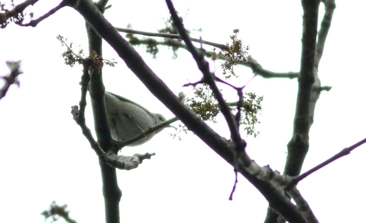 Tennessee Warbler - ML58217071