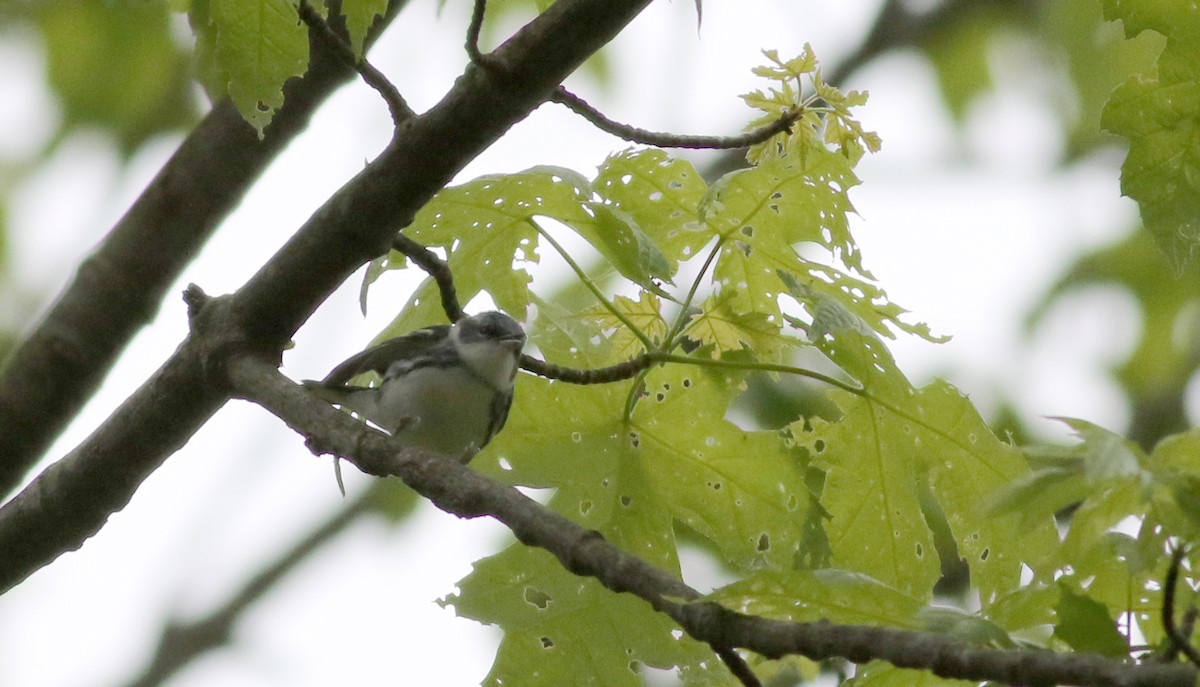 Cerulean Warbler - ML58217081