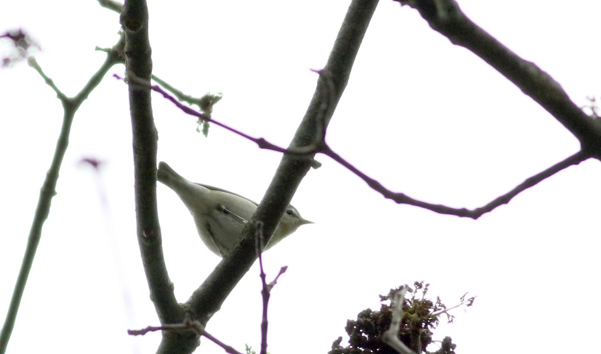 Tennessee Warbler - ML58217091