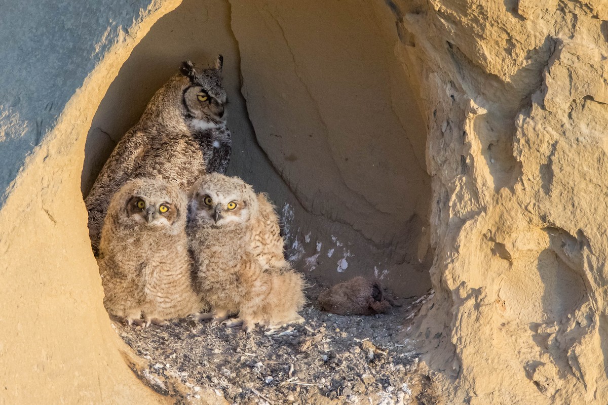 Great Horned Owl - ML58217151